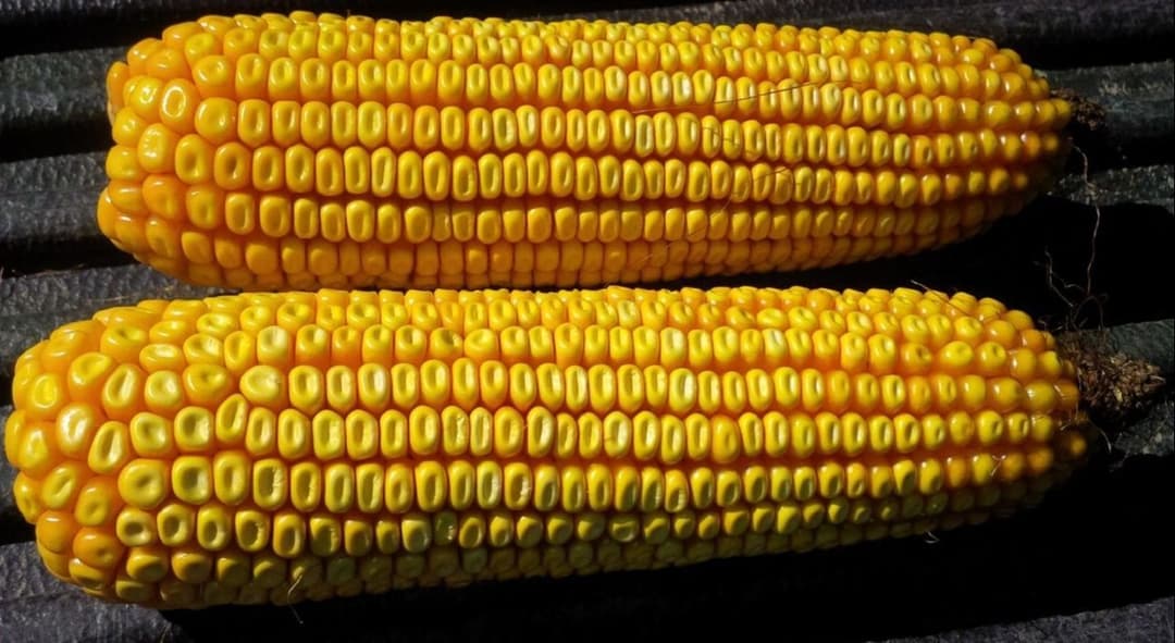 Dent Corn