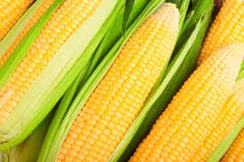 Sweet Corn