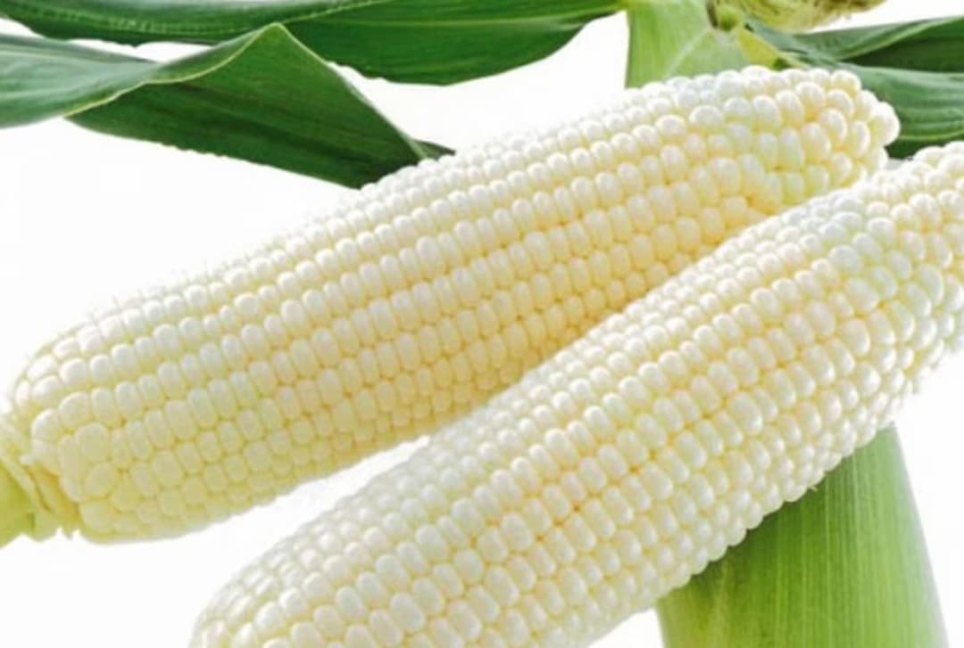 Waxy Corn