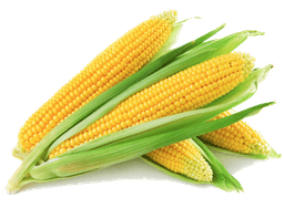 Maize