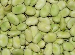 Faba Bean