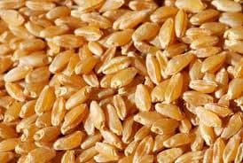 Durum